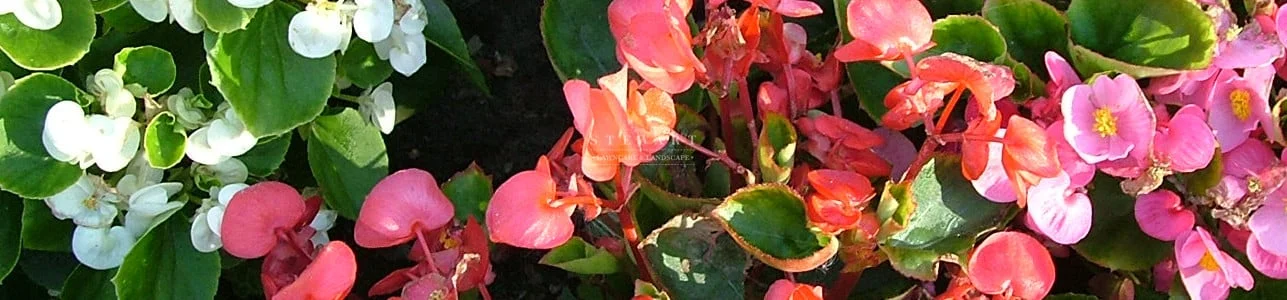 Begonias
