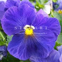 Crown Blue
