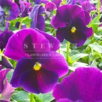 Crown Purple