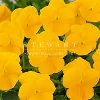 Crown Yellow