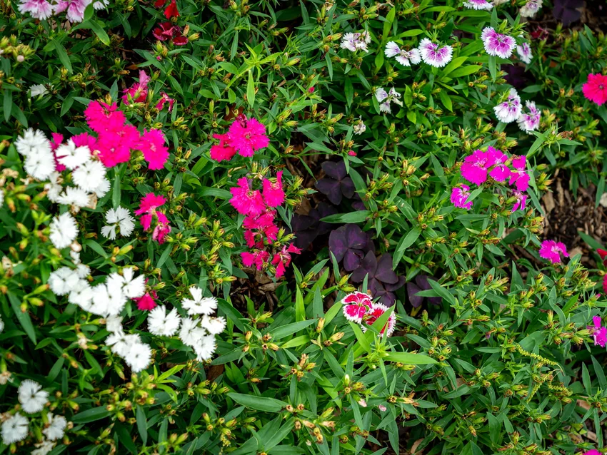 Stewart Lawncare planted beds and lawn care