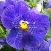 Pansy Crown Blue