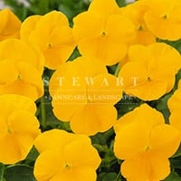 Pansy Crown Yellow