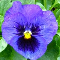 Pansy Majestic Blue