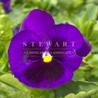 Pansy Majestic Purple